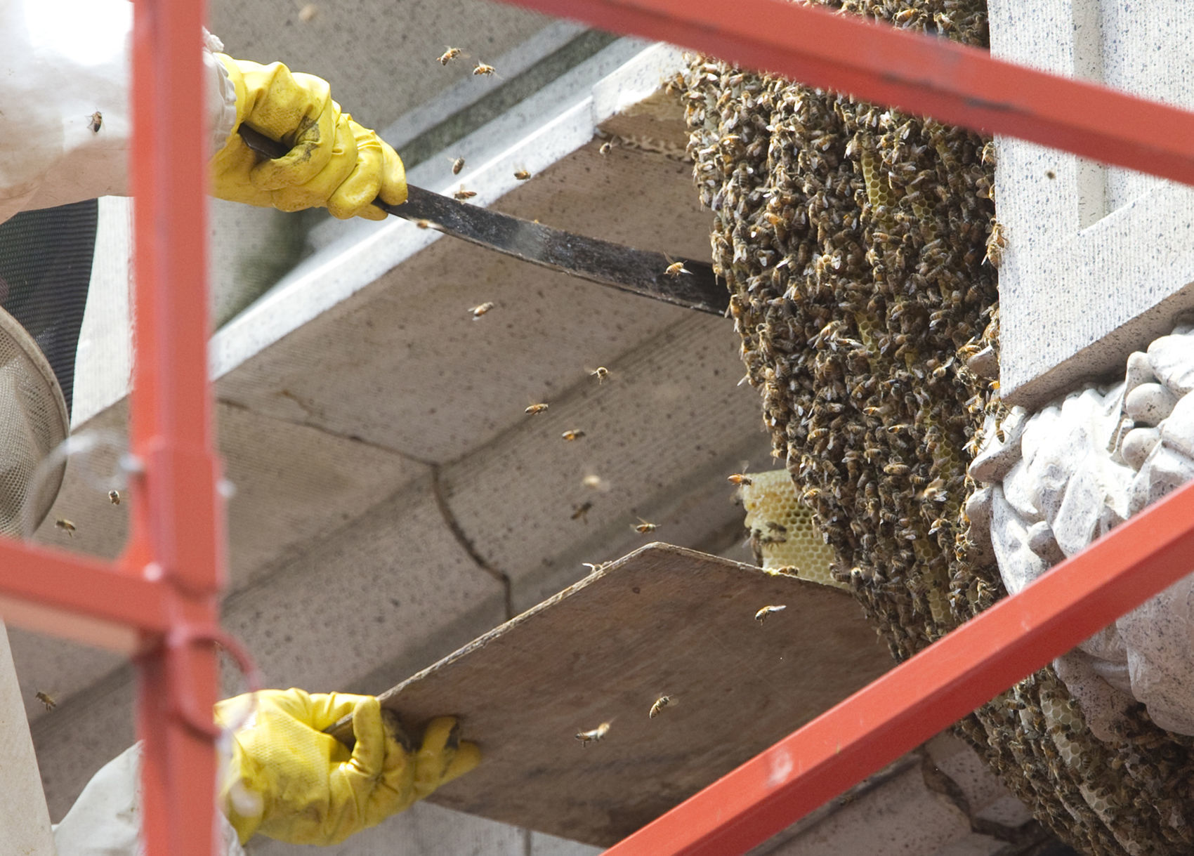 Honeybee removal